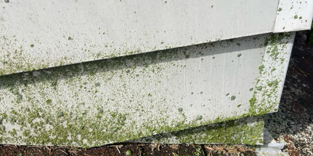 Siding at the roofline before power washing